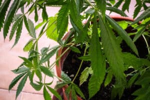 Florida Cannabis News