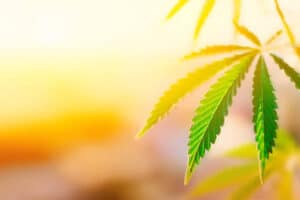 Benefits of Cannabis