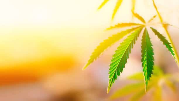 Benefits of Cannabis