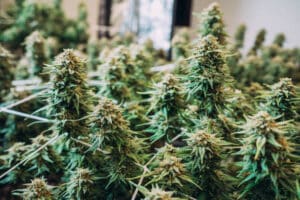 Hash Online Canada